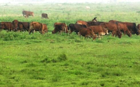 Dịch LMLM xuất hiện trở lại ở Thanh H&oacute;a.