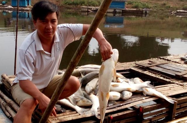 C&aacute; nu&ocirc;i chết trắng s&ocirc;ng Bưởi