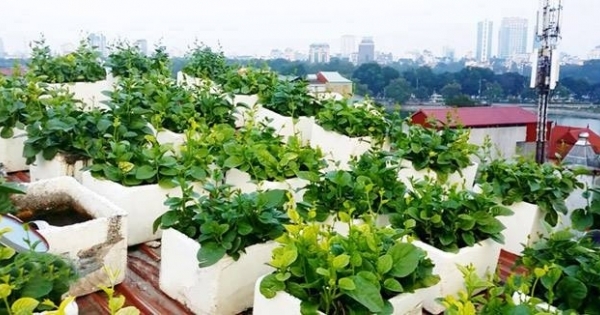 "Vườn - ao - chuồng" trên nóc nhà cao tầng giữa lòng Thủ đô