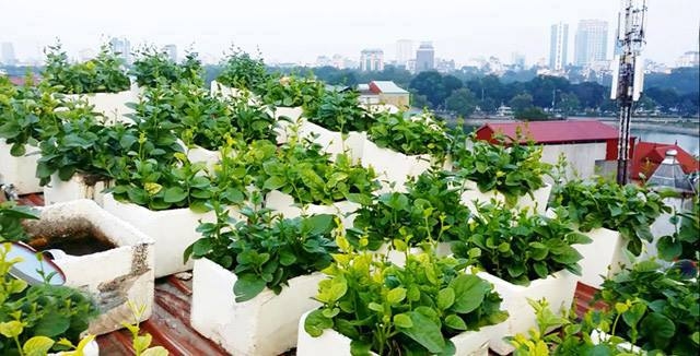 Vườn rau sạch được T&ugrave;ng tận dụng tr&ecirc;n ban c&ocirc;ng v&agrave; trồng trong c&aacute;c th&ugrave;ng xốp.&nbsp;