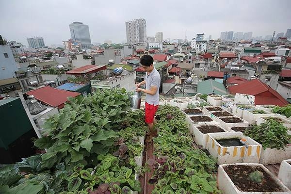 Những luống rau được T&ugrave;ng tận tay tưới nước, chăm s&oacute;c.