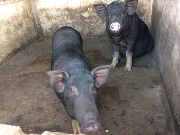 B&ecirc;n cạnh đ&oacute;, T&ugrave;ng c&ograve;n mở rộng nu&ocirc;i lợn rất đạt năng suất.