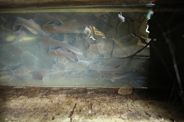 Bể c&aacute; với rất nhiều loại c&aacute; kh&aacute;c nhau đảm bảo cho nguồn thức ăn dồi d&agrave;o.