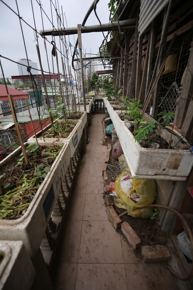 T&ugrave;ng tận dụng những th&ugrave;ng xốp để trồng rau xanh.