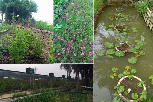 M&ocirc; h&igrave;nh vườn - ao - chuồng được Trang x&acirc;y dựng hợp l&yacute; v&agrave; đem lại hiệu quả kinh tế cao.