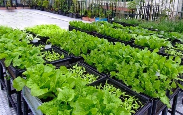 C&aacute;c loại rau kh&aacute;c nhau được trồng trong từng th&ugrave;ng.