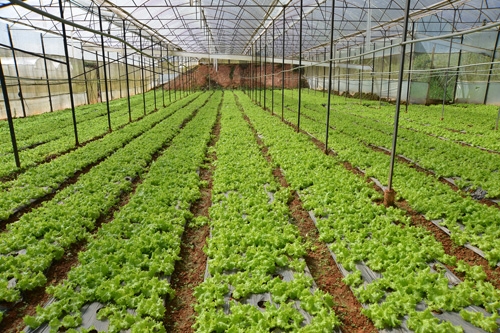 Trang x&acirc;y dựng m&ocirc; h&igrave;nh trồng rau theo bước cải tiến, đảm bảo an to&agrave;n thực phẩm.