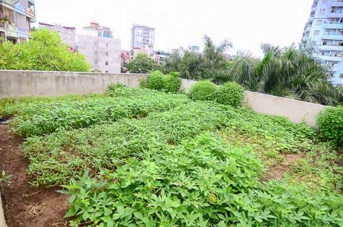 Vườn rau xanh tươi được &ocirc;ng Tiến trồng tr&ecirc;n s&acirc;n thượng.