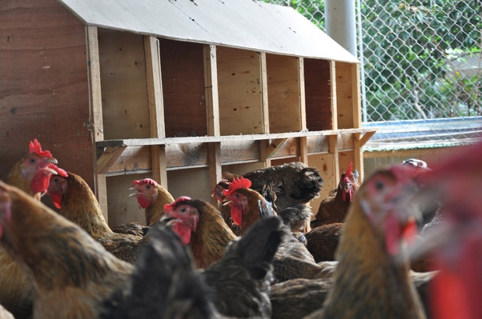 B&ecirc;n cạnh đ&oacute;, tầng 6 tầng 7 &ocirc;ng Tiến sử dụng chăn nu&ocirc;i g&agrave;, ngan với số lượng kh&ocirc;ng nhỏ.