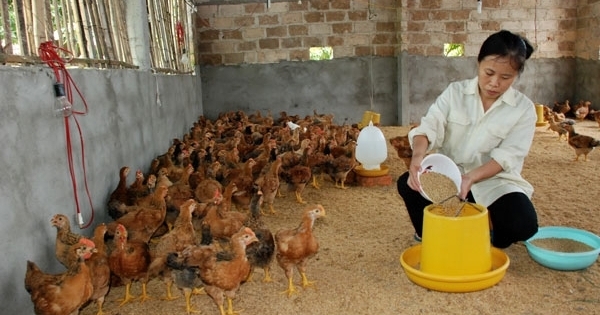 Sản xuất VietGAP được hưởng hỗ trợ 50% vốn đầu tư