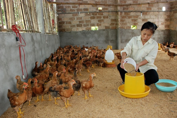 M&ocirc; h&igrave;nh chăn nu&ocirc;i g&agrave; an to&agrave;n sinh học ở huyện S&ocirc;ng C&ocirc;ng, tỉnh Th&aacute;i Nguy&ecirc;n.&nbsp;Ảnh:&nbsp;Thi&ecirc;n Hương.