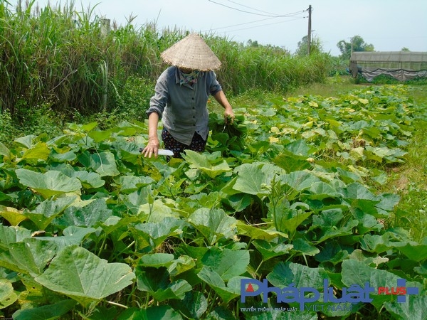 &Aacute;p dụng ti&ecirc;u chuẩn PGS v&agrave;o sản xuất rau hữu cơ. (Ảnh: H&agrave; Đương).