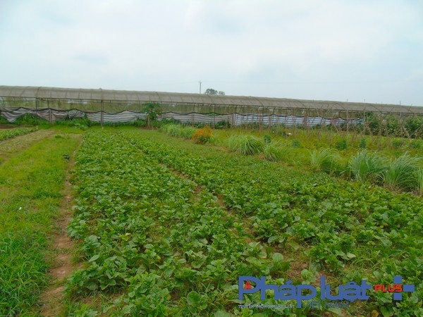 Vườn rau hữu cơ do c&aacute;c tổ vi&ecirc;n THT trồng. (Ảnh: H&agrave; Đương).