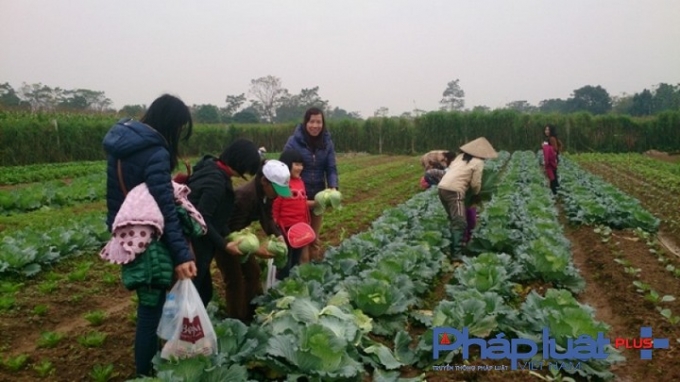 Quảng b&aacute; sản phẩm rau bằng c&aacute;ch tổ chức c&aacute;c tour du lịch trải nghiệm tại vườn.( Ảnh: Internet)