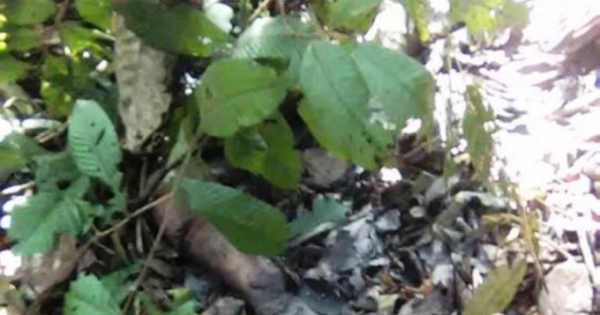 Vụ án hiếp dâm, sát hại nữ sinh lớp 7 vứt xác bên bìa rừng đối tượng đã nhận tội