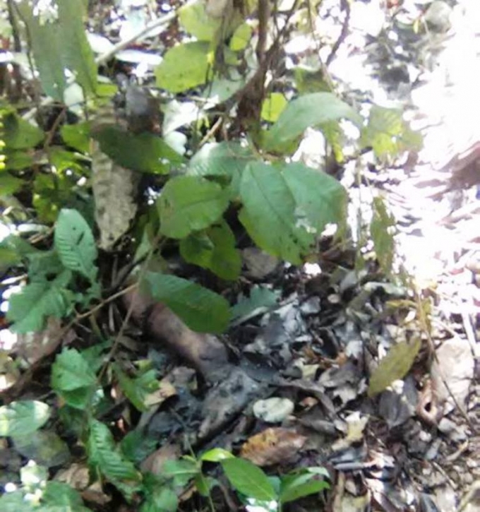 Hiện trường nơi ph&aacute;t hiện thi thể của nữ sinh trong qu&aacute; tr&igrave;nh ph&acirc;n hủy.