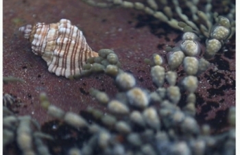 Phát hiện chất diệt ung thư cực mạnh từ loài sên biển