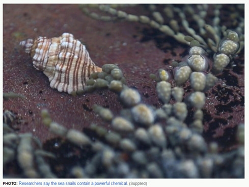 S&ecirc;n biển sẽ c&oacute; khả năng diệt tế b&agrave;o ung thư cực mạnh. (Ảnh chụp m&agrave;n h&igrave;nh ABC News)