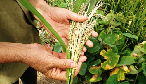 Gần 60 ha l&uacute;a của người d&acirc;n huyện Gia Viễn&nbsp;bỗng bạc trắng sau một đ&ecirc;m.