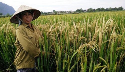 B&agrave; L&ecirc; Thị Ninh b&ecirc;n ruộng l&uacute;a đang thời kỳ trổ b&ocirc;ng của gia đ&igrave;nh bỗng bị bạc trắng sau một đ&ecirc;m.