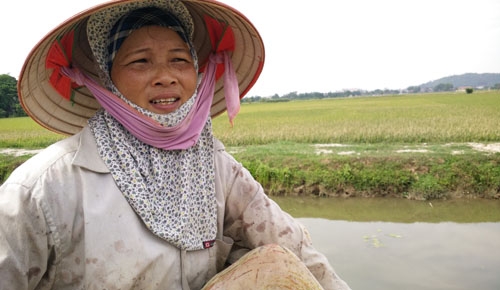 Chị Lụa th&ocirc;n Ph&uacute; Nhuận thở d&agrave;i tr&ecirc;n đồng l&uacute;a&nbsp;v&igrave; mất nhiều th&aacute;ng chăm s&oacute;c nhưng&nbsp;kh&ocirc;ng cho hạt.