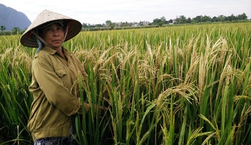 Gần 60 ha lúa ở Ninh Bình trắng bông bất thường sau một đêm