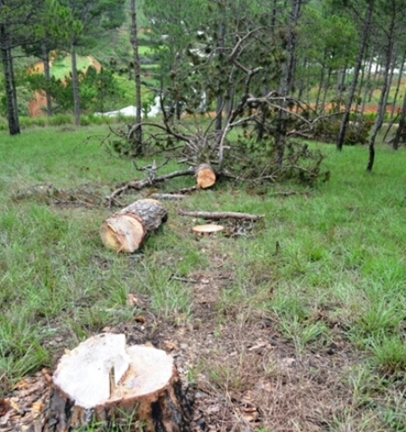 L&acirc;m Đồng: L&acirc;m tặc ngang nhi&ecirc;n triệt hạ h&agrave;ng chục c&acirc;y th&ocirc;ng cổ thụ