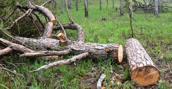 La liệt rừng th&ocirc;ng bị đốn hạ kh&ocirc;ng thương tiếc.