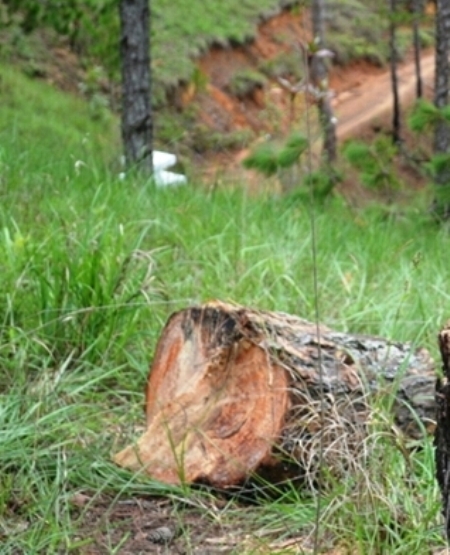 L&acirc;m Đồng: L&acirc;m tặc ngang nhi&ecirc;n triệt hạ h&agrave;ng chục c&acirc;y th&ocirc;ng cổ thụ