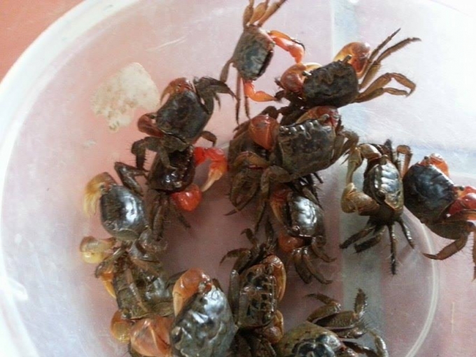 C&aacute;y l&agrave; lo&agrave;i gi&aacute;p x&aacute;c sống ở v&ugrave;ng nước lợ, cửa s&ocirc;ng.