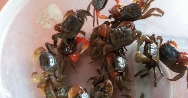 Mắm cáy nét độc đáo của ẩm thực Việt