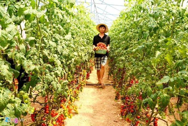 Trang trại n&ocirc;ng nghiệp c&ocirc;ng nghệ cao của anh em Cao Văn Duy v&agrave; Cao Văn Kh&aacute;nh. Ảnh:&nbsp;Thạch Thảo.