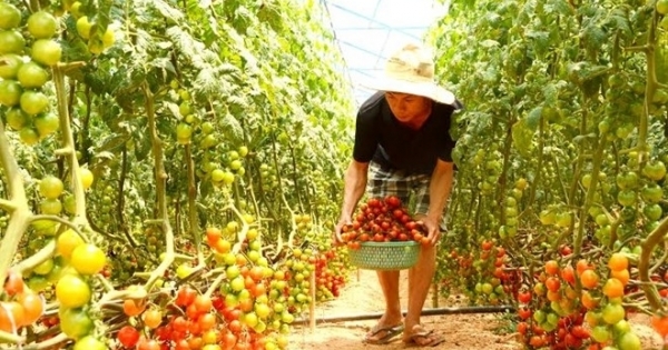 Anh em 9X kiếm tiền tỷ mỗi năm nhờ nông trại rau sạch