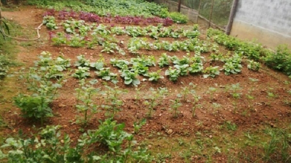 Khu đất anh Hiệp d&agrave;nh ri&ecirc;ng trồng rau sạch. Ảnh N.G