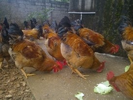 Những ch&uacute; g&agrave; b&eacute;o tr&ograve;n được nu&ocirc;i ở trang trại của anh Hiệp.&nbsp;Ảnh N.G