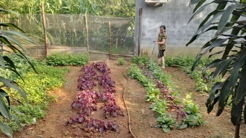 Khu đất anh Ngọc thu&ecirc; để trồng rau sạch.&nbsp;Ảnh N.G