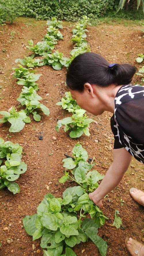 Chị H&agrave; tự tay h&aacute;i rau sạch.&nbsp;Ảnh N.G