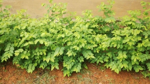 Luống rau ng&oacute;t xanh non tại vườn nh&agrave; chị H&agrave;. Ảnh: N.G