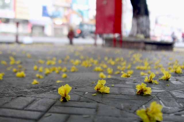 Những c&aacute;nh hoa b&aacute;o hiệu m&ugrave;a h&egrave; đ&atilde; đến.