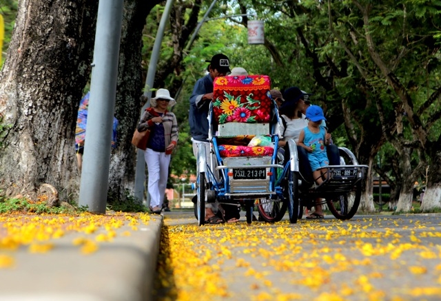 &nbsp;Những h&agrave;ng c&acirc;y Ho&agrave;ng điệp cổ thụ &ldquo;&ocirc;m&rdquo; lấy phố Huế, che b&oacute;ng cho những b&aacute;c x&iacute;ch l&ocirc; giữa trưa h&egrave; nắng nực, rải hoa v&agrave;ng tr&ecirc;n những con đường cho bao c&ocirc;, cậu học tr&ograve; đến trường mỗi sớm.