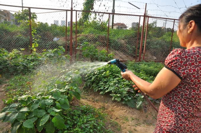 B&ecirc;n dưới l&agrave; lớp nền xi măng n&ecirc;n việc chăm s&oacute;c rau rất kỳ c&ocirc;ng. B&agrave; Lưu cho hay, phải thường xuy&ecirc;n tưới nước v&agrave; bắt s&acirc;u để rau sinh trưởng tốt.