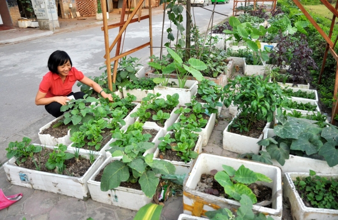 C&ocirc; H&agrave; (người d&acirc;n sống ở khu đ&ocirc; thị T&acirc;n Triều) đang chăm s&oacute;c vườn rau nh&agrave; m&igrave;nh. C&ocirc; cho biết, ở đ&acirc;y nh&agrave; n&agrave;o cũng trồng rau tr&ecirc;n vỉa h&egrave; n&ecirc;n kh&ocirc;ng phải xin ph&eacute;p ai. Trồng rau sạch tốn k&eacute;m hơn so với mua rau ngo&agrave;i chợ.