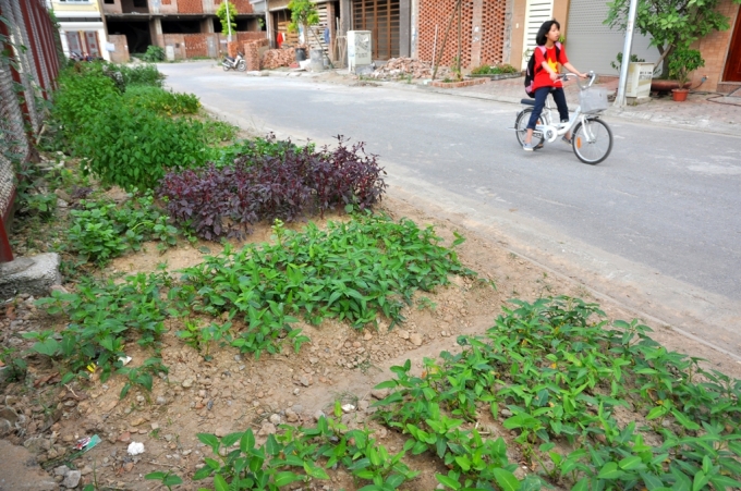 Những luống rau xanh mơn mởn tr&ecirc;n vỉa h&egrave;.