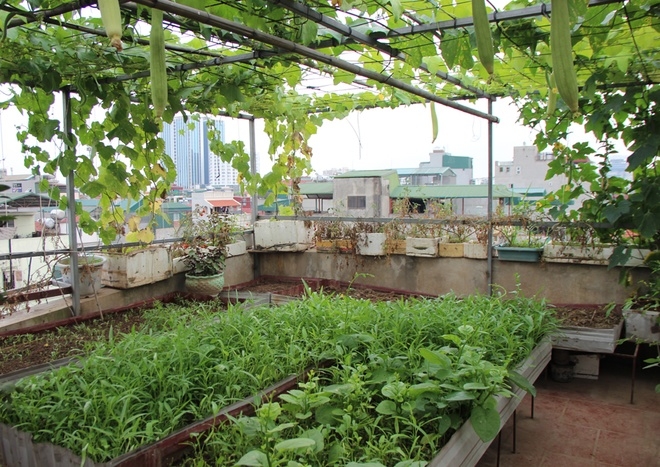 C&aacute;ch đ&acirc;y 2 năm, chị Hiền (quận Hai B&agrave; Trưng, H&agrave; Nội) bắt đầu trồng rau ở ban c&ocirc;ng v&agrave; tr&ecirc;n m&aacute;i t&ocirc;n để c&oacute; nguồn thực phẩm sạch cho gia đ&igrave;nh. L&uacute;c đầu, anh Kh&aacute;nh, chồng chị, sợ vợ vất vả n&ecirc;n khuy&ecirc;n chị kh&ocirc;ng n&ecirc;n l&agrave;m.