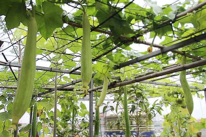 Cả hai vợ chồng đều kh&ocirc;ng biết g&igrave; về nghề n&ocirc;ng nhưng khu vườn lu&ocirc;n xanh tươi, ra nhiều quả. Chị Hiền vừa tự h&agrave;o về vườn, vừa vui v&igrave; c&oacute; người chồng đảm, th&iacute;ch l&agrave;m vườn.