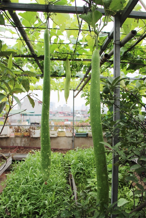 Điểm đặc biệt l&agrave; gia đ&igrave;nh rất &iacute;t khi mua ph&acirc;n b&oacute;n ngo&agrave;i cửa h&agrave;ng. Anh chị sử dụng nguồn thực phẩm thừa (rau, đầu c&aacute;) v&ugrave;i xuống đất, ph&acirc;n g&agrave; ủ một thời gian rồi b&oacute;n cho c&acirc;y.