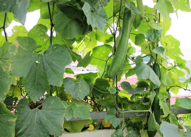 Nhờ đất l&agrave;m kỹ, nhiều chất dinh dưỡng n&ecirc;n d&ugrave; chỉ trồng trong th&ugrave;ng xốp nhưng gi&agrave;n bầu b&iacute;, mướp m&ugrave;a n&agrave;o cũng ra nhiều quả.