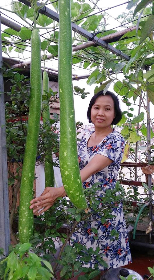 Năm ngo&aacute;i, trong vườn chủ yếu l&agrave; giống bầu ngắn. Năm nay, gia đ&igrave;nh trồng thử bầu d&agrave;i, c&oacute; quả d&agrave;i tới 1,2m.