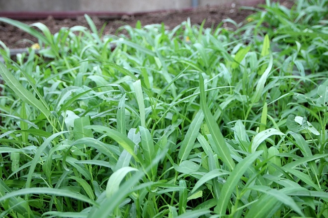 Rau muống được gieo bằng hạt, chỉ tưới nước b&igrave;nh thường vẫn lớn nhanh như thổi nhờ đất gi&agrave;u dinh dưỡng.