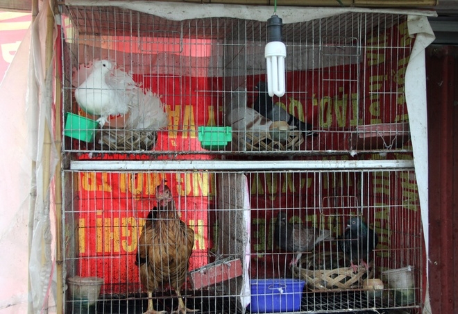 Trong vườn c&ograve;n c&oacute; chuồng nu&ocirc;i khoảng chục ch&uacute; g&agrave; v&agrave; một v&agrave;i đ&ocirc;i chim c&acirc;u. Gia đ&igrave;nh mới để g&agrave; m&aacute;i ấp được một lứa 6 g&agrave; con.